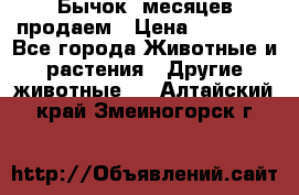 Бычок 6месяцев продаем › Цена ­ 20 000 - Все города Животные и растения » Другие животные   . Алтайский край,Змеиногорск г.